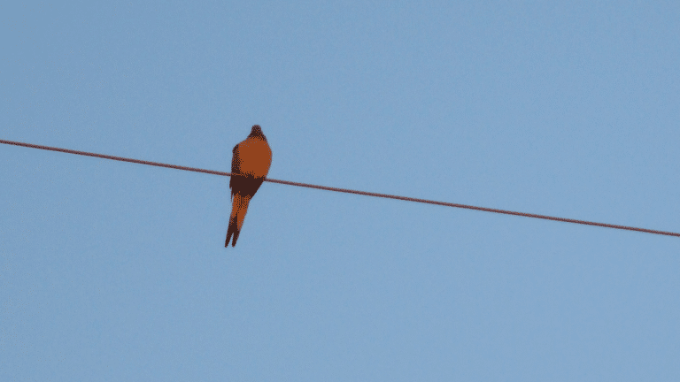 Bird Perched On A Single Wire Against A Blue Sky, Symbolizing A One-Line Brand Story